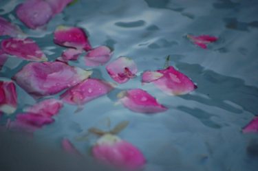 水面に浮かぶピンクの花びら