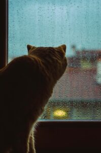暗い雨の降る外を家の中から眺めている猫の後ろ姿