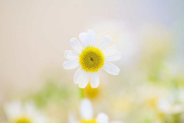 白いかわいい花
